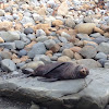 New Zealand Fur Seal