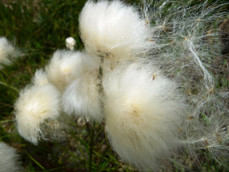 Sembra cotone di Laucol