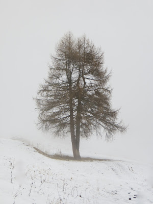 dignitosa solitudine di mariellaturlon