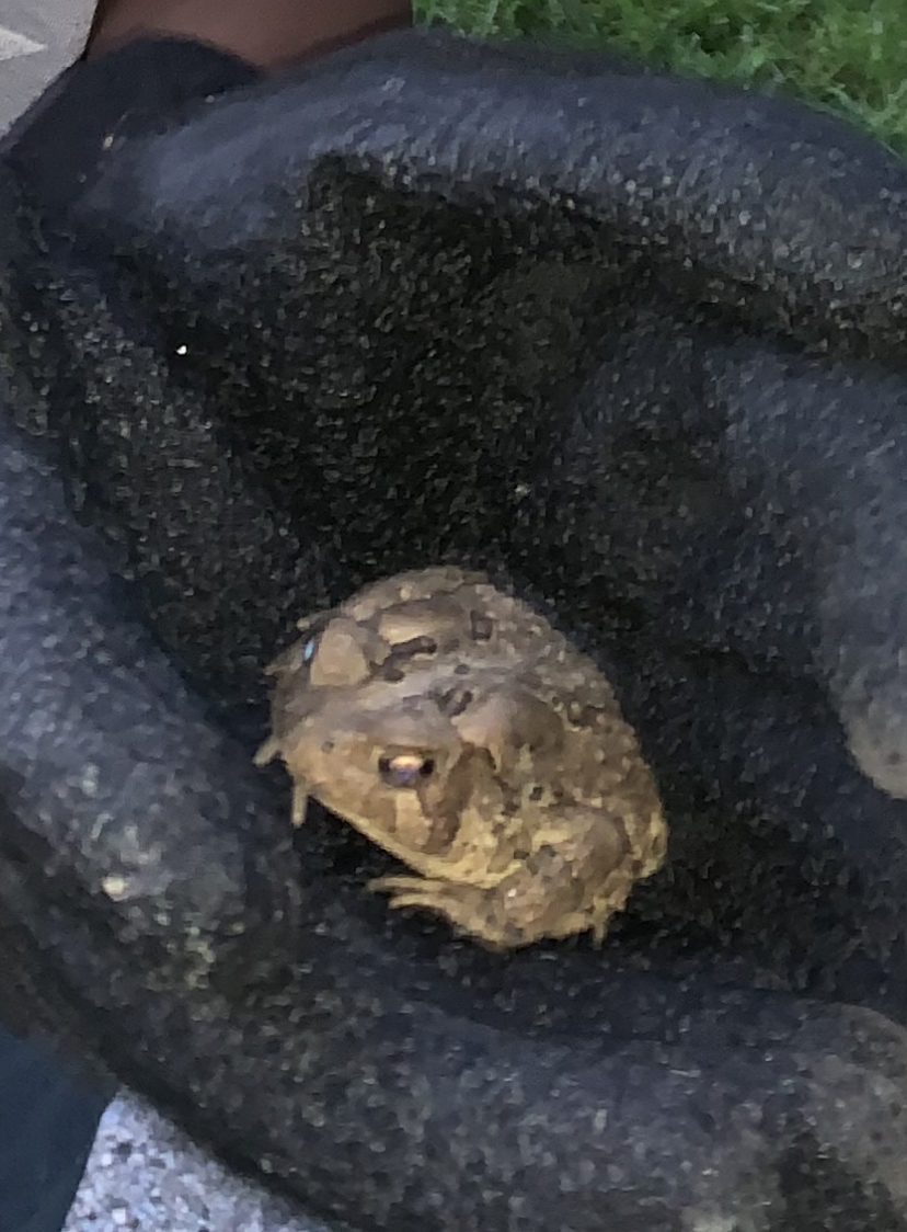 North American Toad