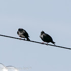 Spotless Starling; Estornino Negro