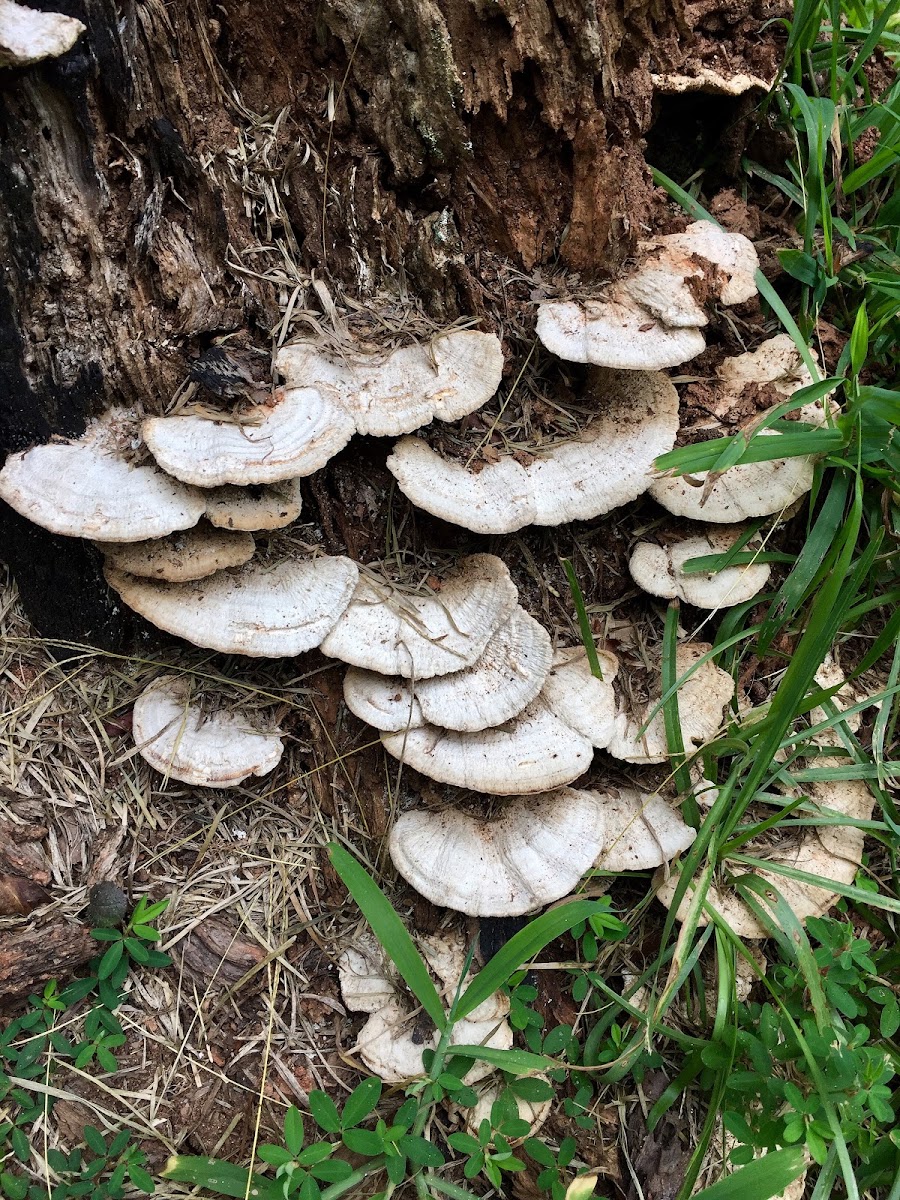 Thick-Walled Maze Polypore