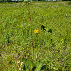 Prairie Dock