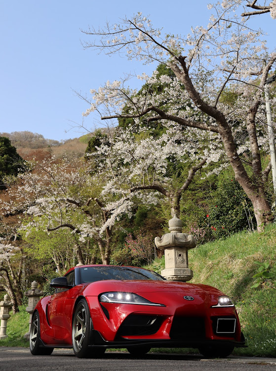 スープラのいつもの場所で・桜と愛車・ノーコメントで！・連投しますに関するカスタム事例の投稿画像5枚目