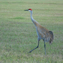 Sandhill Crane