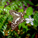 Lime Butterfly