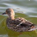 Mallard (female)