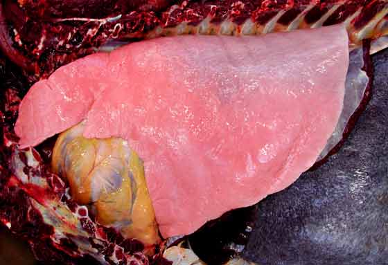 Typical appearance of normal lung prior to release of the tracheal clamps.