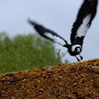 Australian Magpie