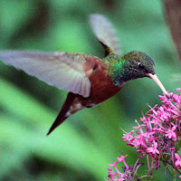 colibrì di 