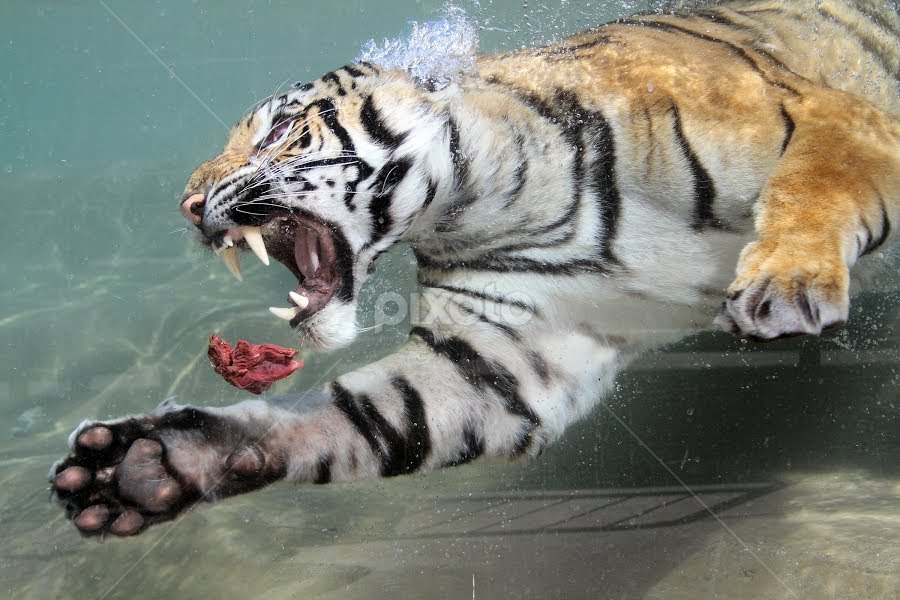 white tigers underwater