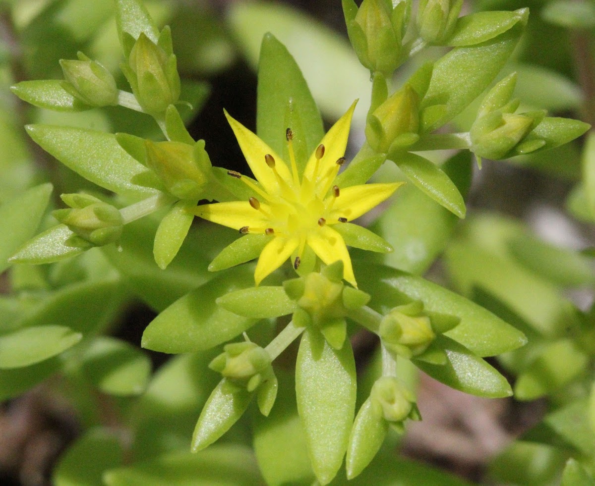 Stonecrop