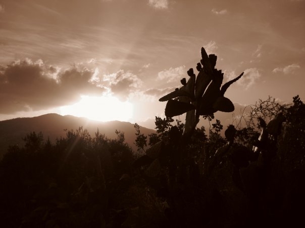 sicilia bella di Fiore.G