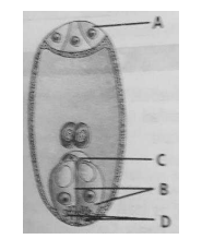 The Carpel (Megasporophyll) and the Ovule (Megasporangium)