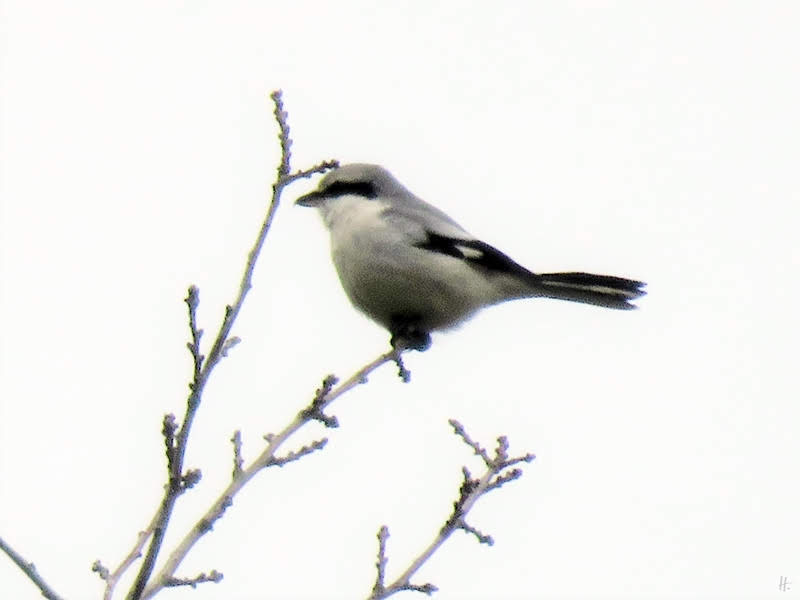 2019-02-07 LüchowSss unterwegs (6) Raubwürger (Lanius excubitor)