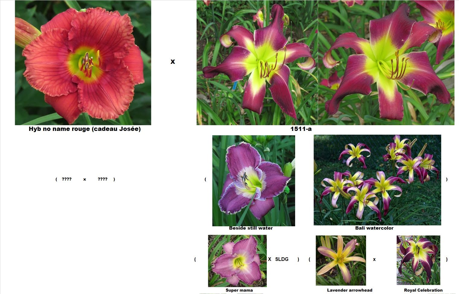 Les hybridations de 2018 chez grigri (semées en 2019) - Page 2 TExO3T1Uk7QOyeajkRzFPtmWsiGrjVhaU5kRT0Wk4heipFtcxiUucEbfvd1MdXI0CsdUzp9Jlj8KrvCsTl3pR1_1yQW5BPQfqigdzP0SGptRRdpEn3nHO-fxws-kSi2ZDJsD7fq0dA0=w2400