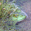 American Bullfrog