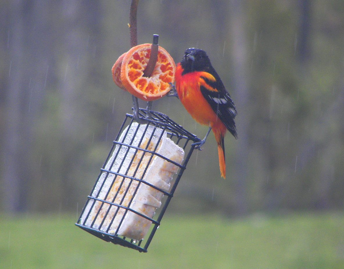 Baltimore Oriole