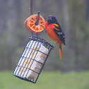 Baltimore Oriole