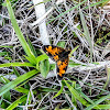 Northern Crescent Butterfly