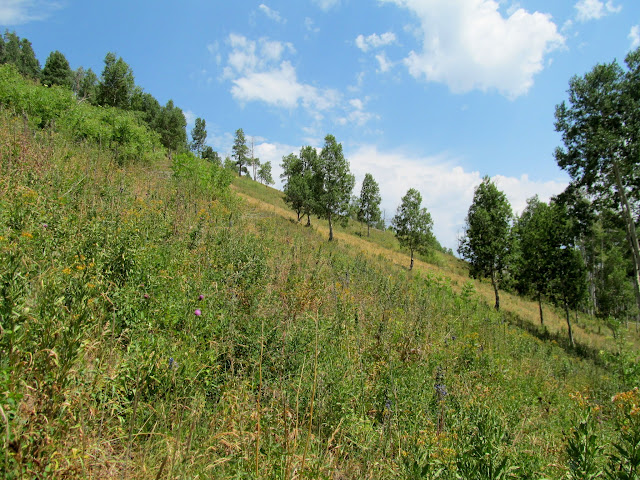 Bushwhacking back to the trail