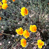 California Poppy