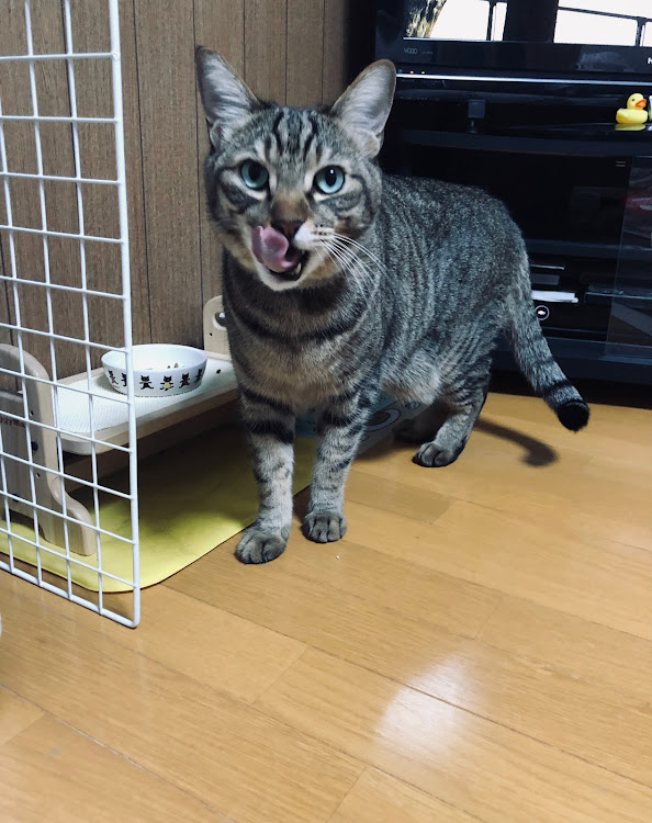 クラウンアスリートのにゃんにゃんにゃん・猫の日・昨日は21の日に関するカスタム事例の投稿画像2枚目