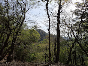 近くに京丸山が見えてくる