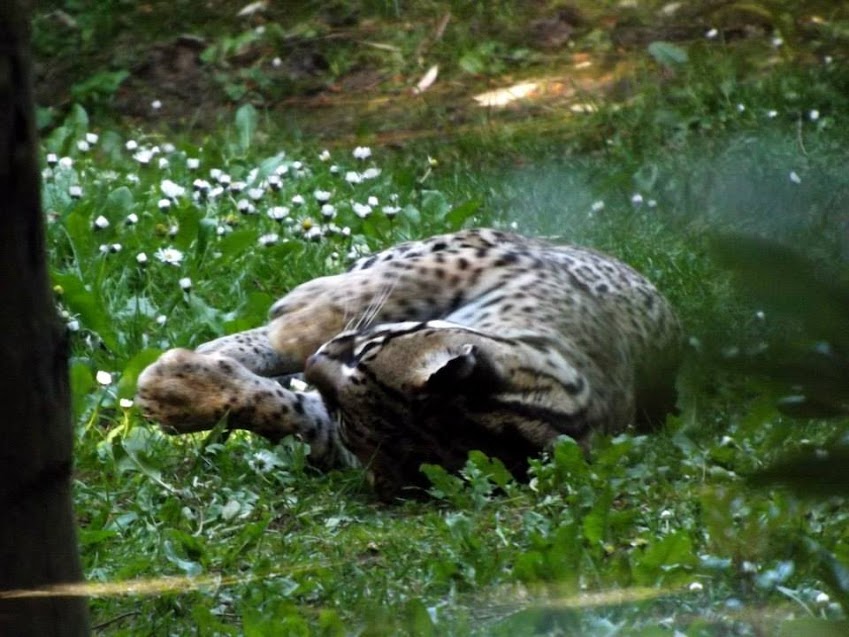 Ocelot, Zoo de la Flèche - Tous droits réservés