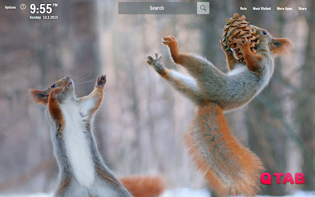 Squirrel New Tab Squirrel Wallpapers