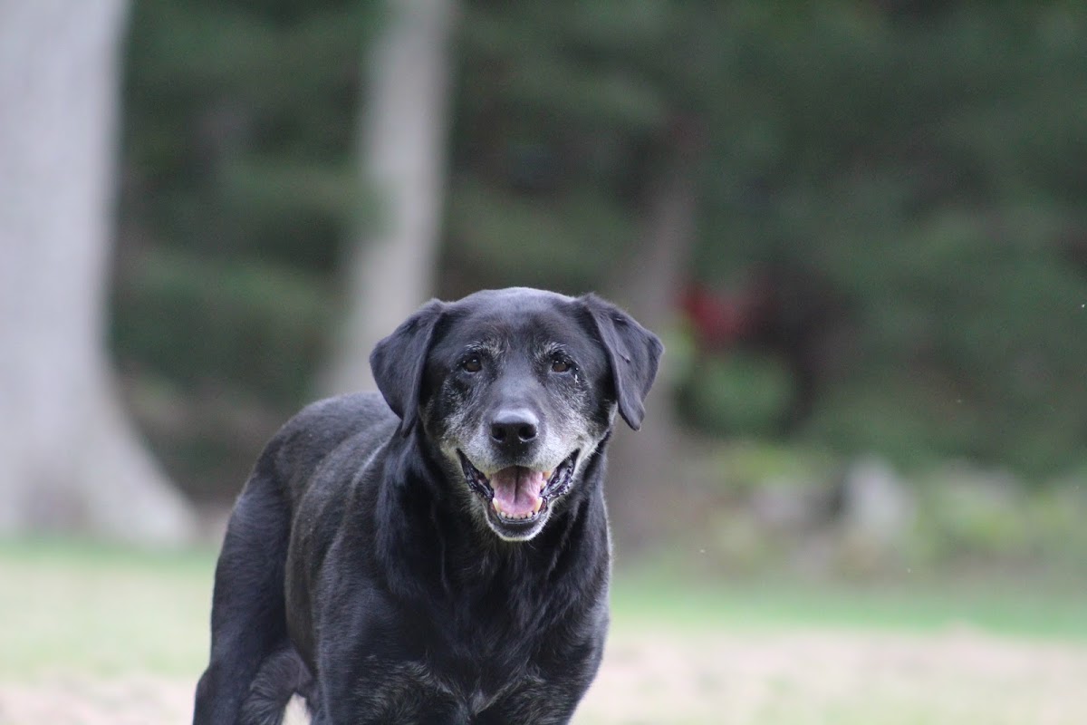 Black Labrador