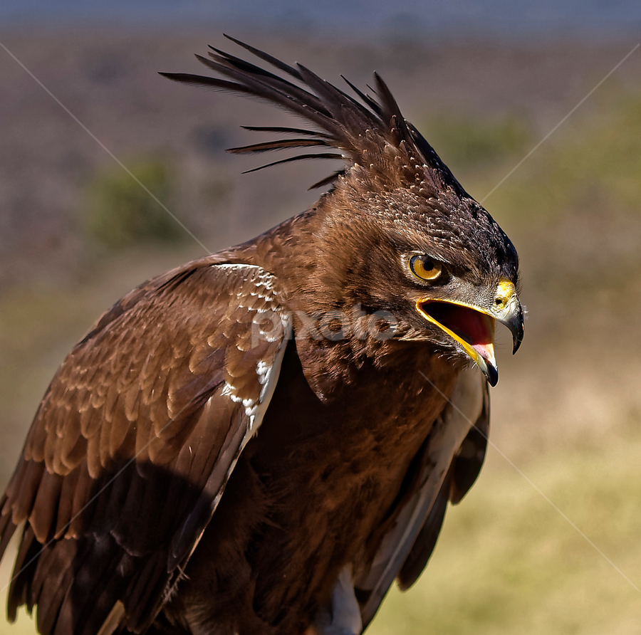 Long Crested Eagle by Burkhard Schlosser - Animals Birds ( raptors, long crested eagle, eagle, south africa, eagles )