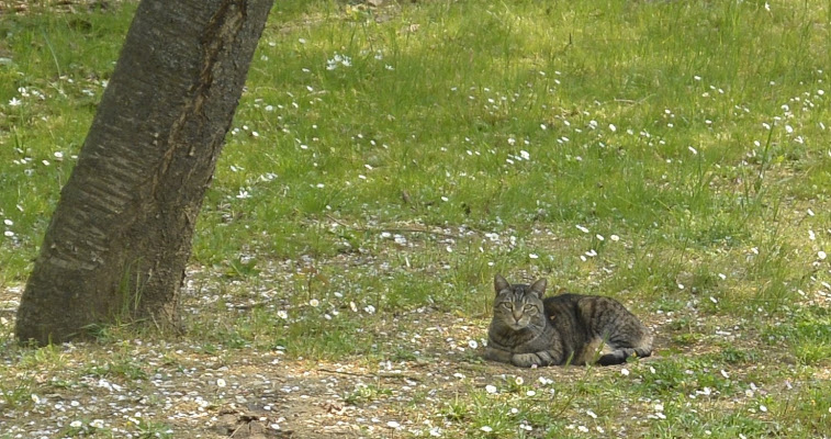 Primavera di betti