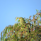 Regent Parrot