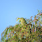 Regent Parrot