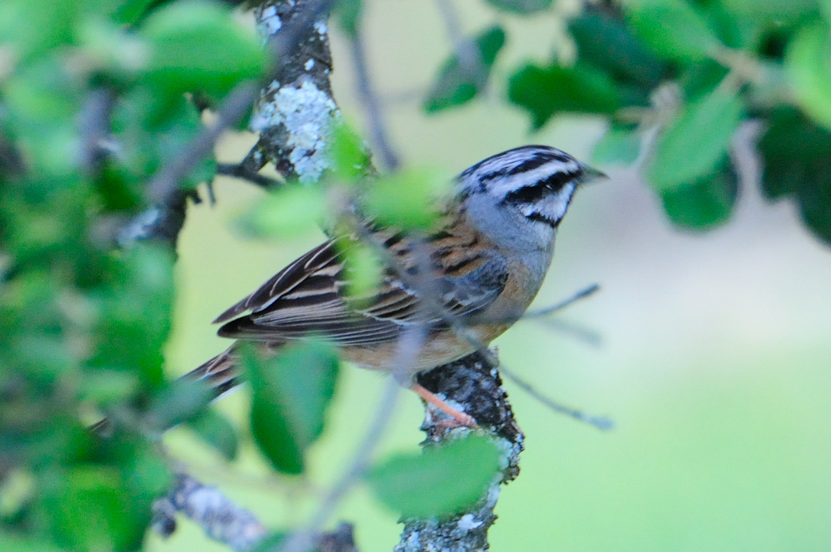 Rock Bunting; Escribano montesino