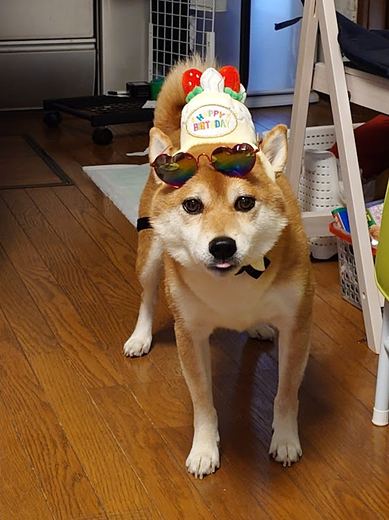 86の86/BRZ・柴犬くうた・シャーシダイナモ・パワーチェックに関するカスタム事例の投稿画像4枚目