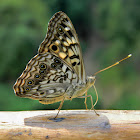 hackberry emperor