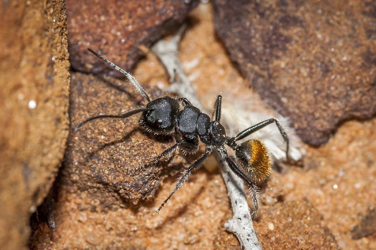 Calomyrmex Ant