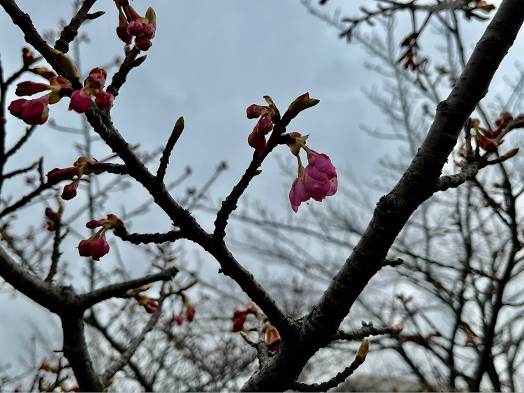 4シリーズ グランクーペのdiscover＿ct・河津桜🌸・子供は寝る時間ですよ〜🤣に関するカスタム事例の投稿画像5枚目