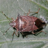 Stink bug