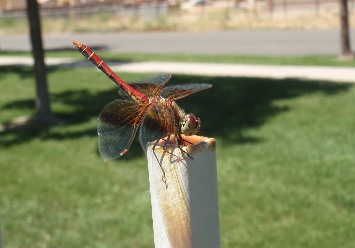 Band-winged meadowhawk ♀