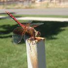 Band-winged meadowhawk ♀