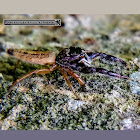 Black-headed jumping spider