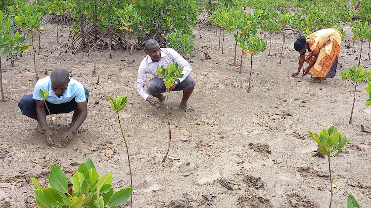 Community members volunteer to plant mangroves in degraded areas at Bonje in Kinango, Kwale county on Thursday