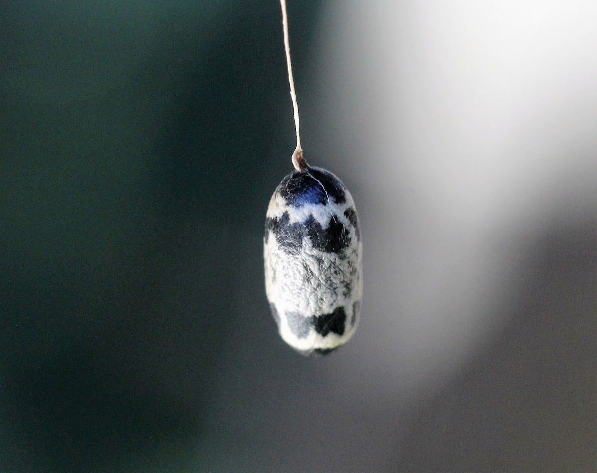 Ichneumonid  Wasp Cocoon