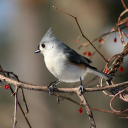 White-bellied bird