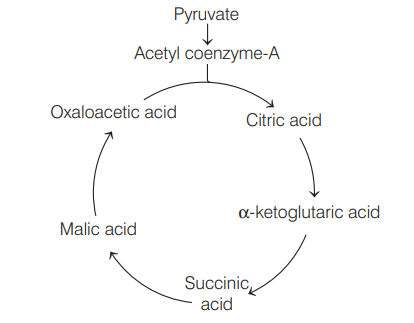 Krebs Cycle or Tricarboxylic Acid Cycle