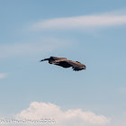 Griffon Vulture; Buitre Leonado