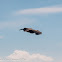 Griffon Vulture; Buitre Leonado